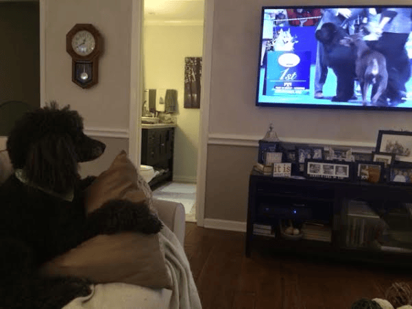 dog watching animal planet