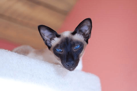 siamese cat