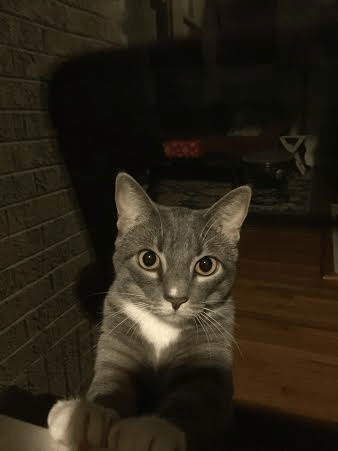 kitty sitting