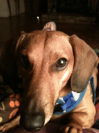 love my daschund