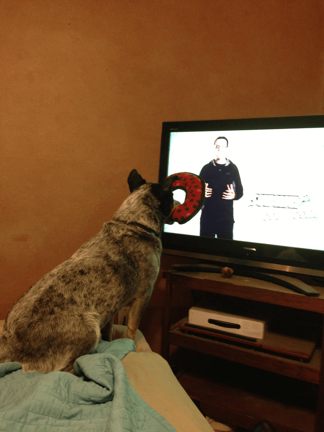 dog watching TV
