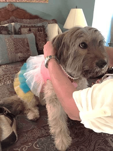 dressing up my dog
