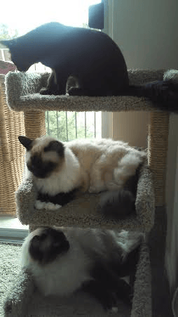 3 cats on a climbing tree