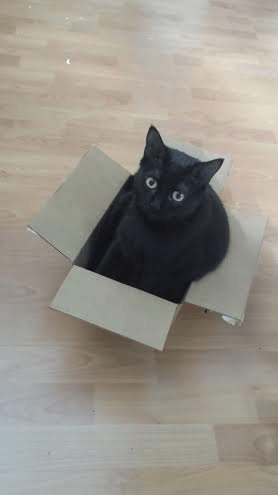 cat in a box