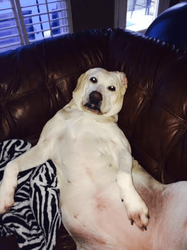dog on a couch
