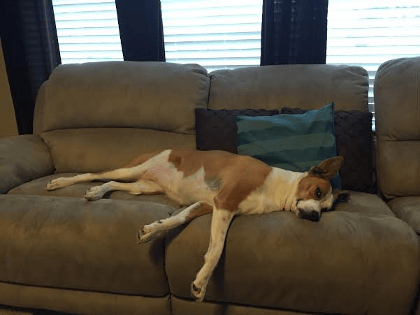 dog snoozing on a sofa