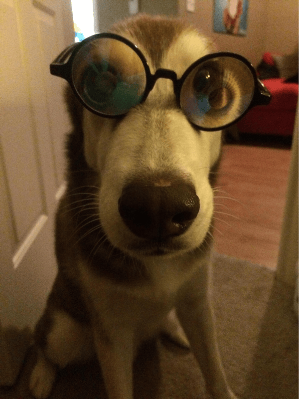 dog with glasses