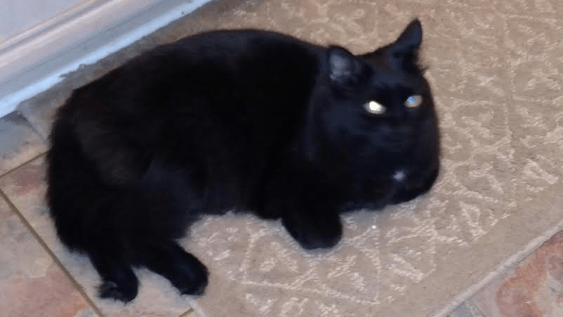 black cat on a rug