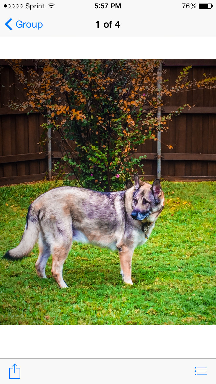 Duke the dog