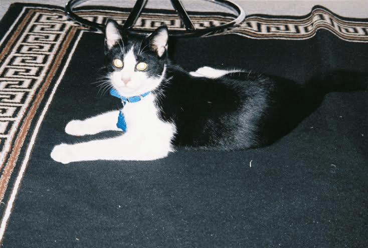 black and white cat needs to be fed