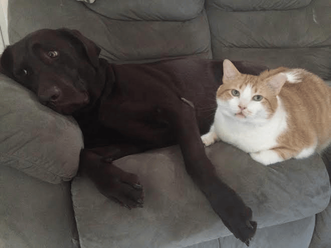 dog and cat on a couch