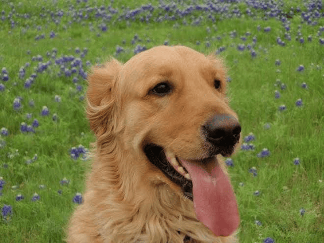 dog with bluebonnets