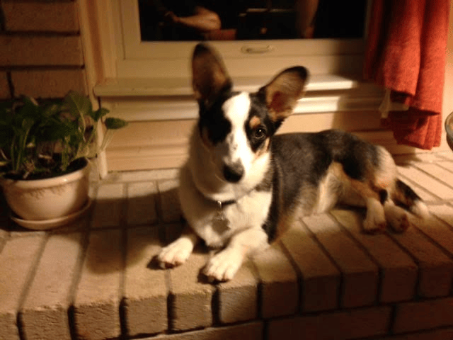 dog on a porch
