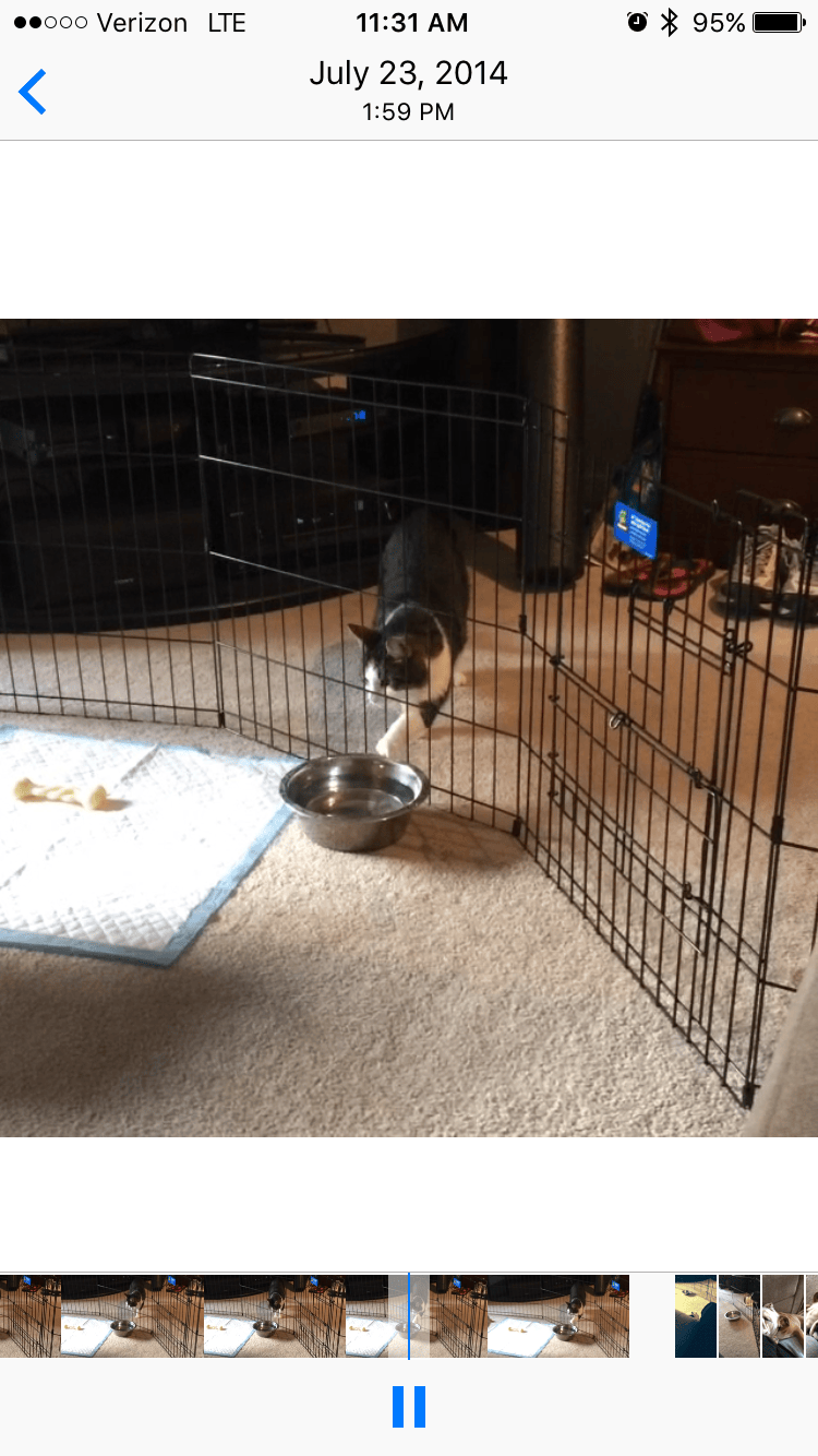cat stealing dog food