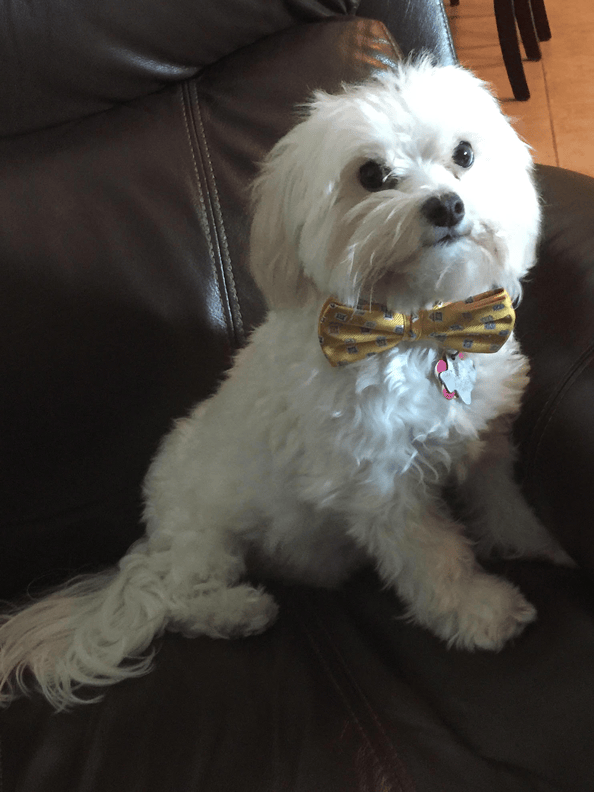 white dog with a bow