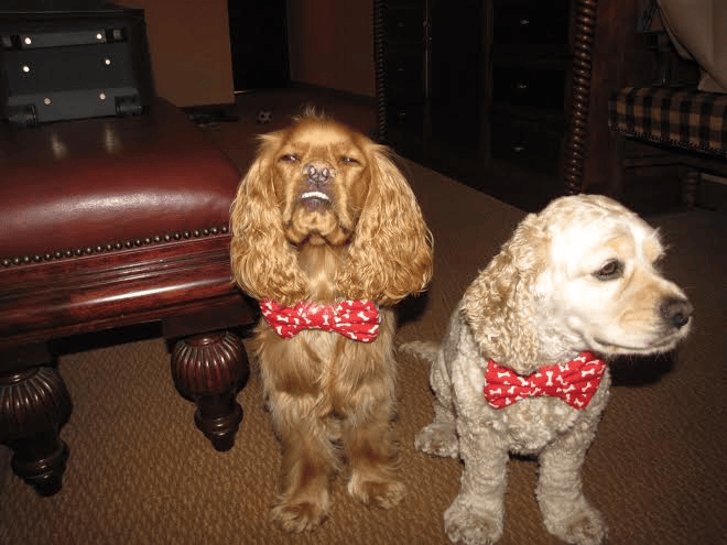 cocker spaniels