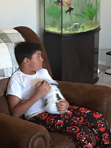 pet sitting a bunny