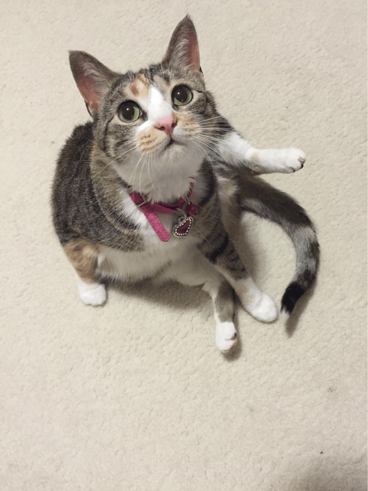 grey white cat