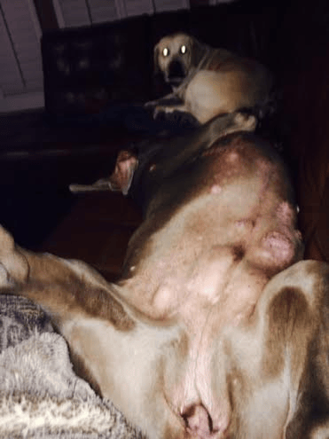 dog belly rubs