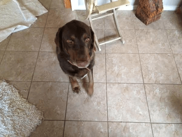 labrador
