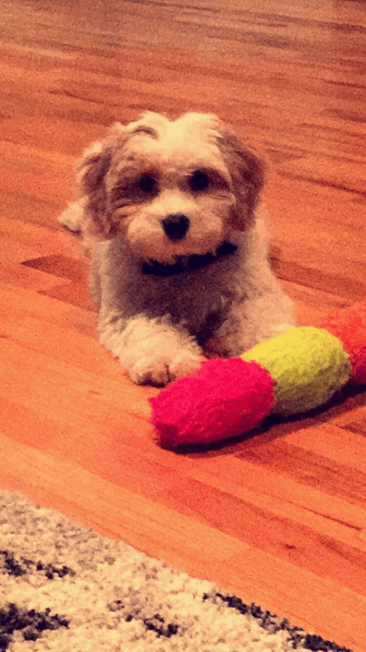 furbaby