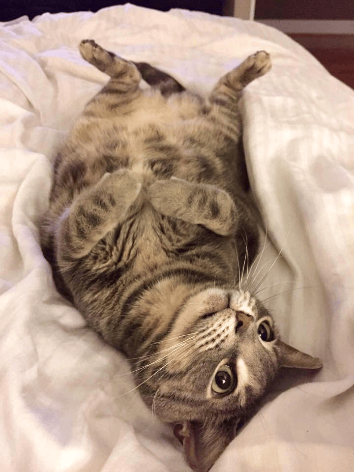 pet sitting a kitty
