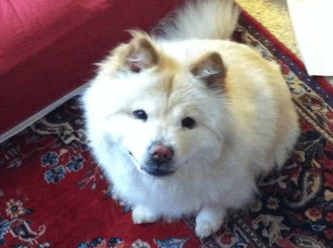 fat white dog