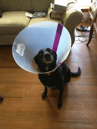 dog with a cone