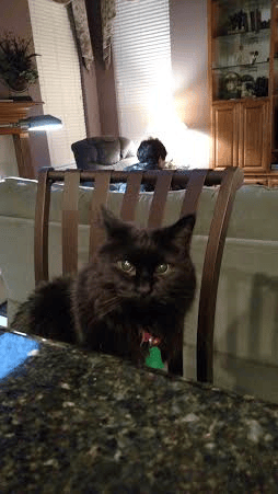dining with my cat
