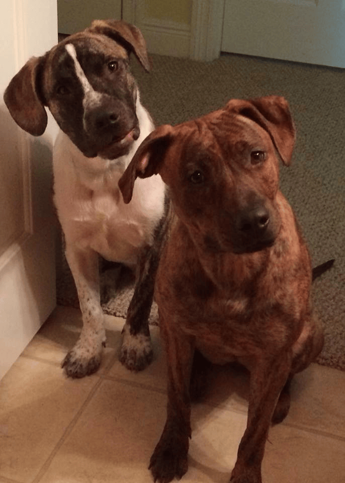 cute dogs tilting their heads