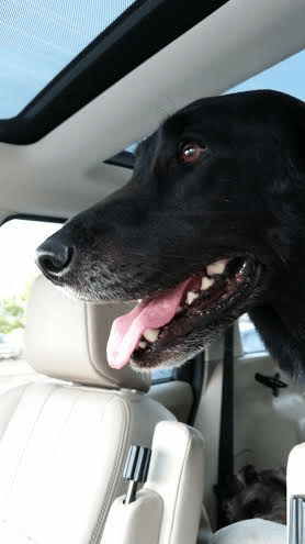 dog in a car