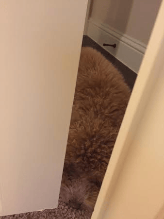 dog face blending with the rug