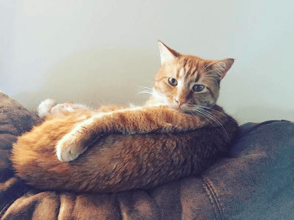 orange tabby cat pet sitting services