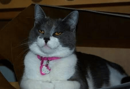best cat ever