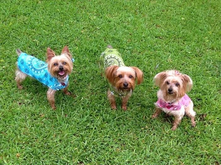 yorkies in the grass