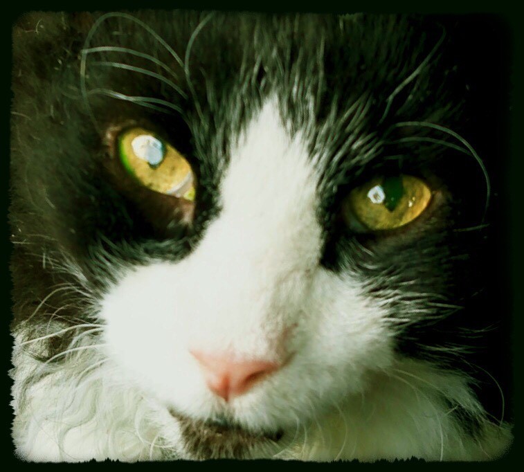 pet sitters
