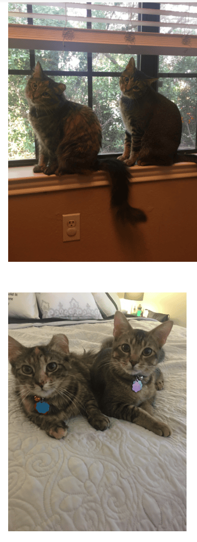 cats 