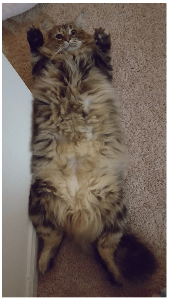 cat stretching with a pet sitter