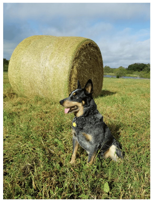 pet sitting a dog