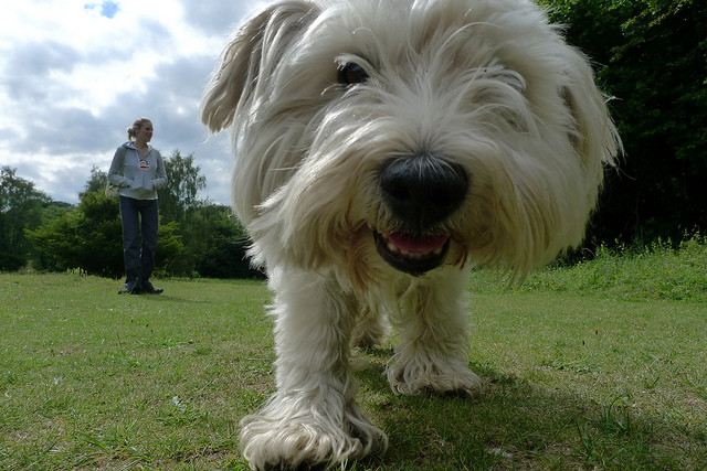 pet sitters in Dallas