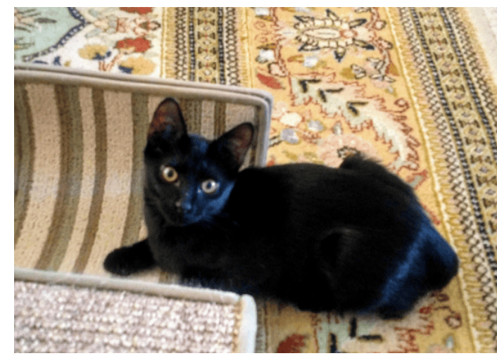pet sitting in Dallas