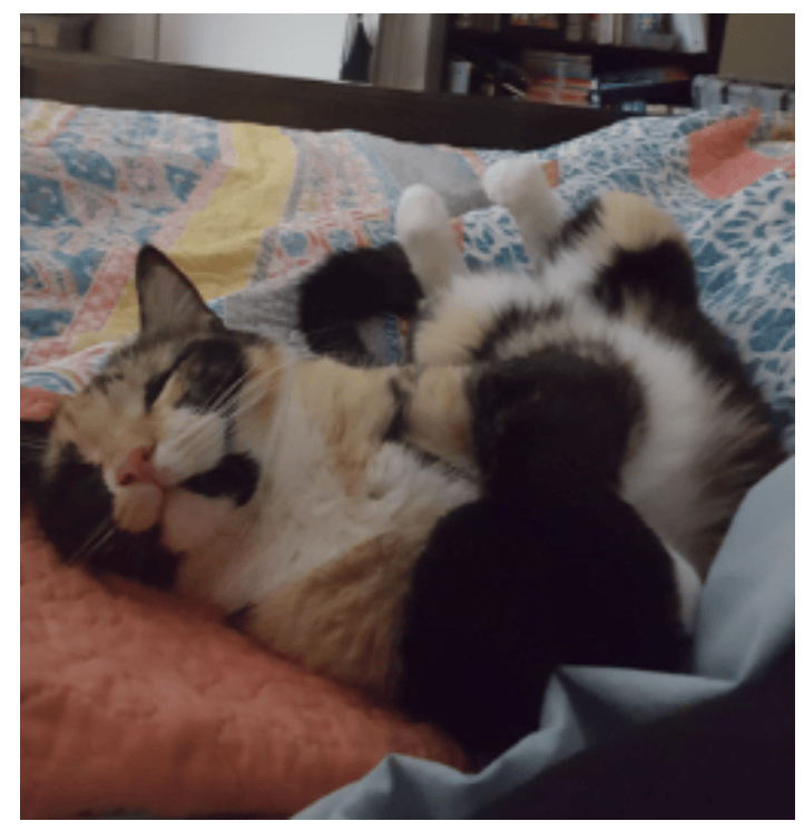 cat sitting in Dallas