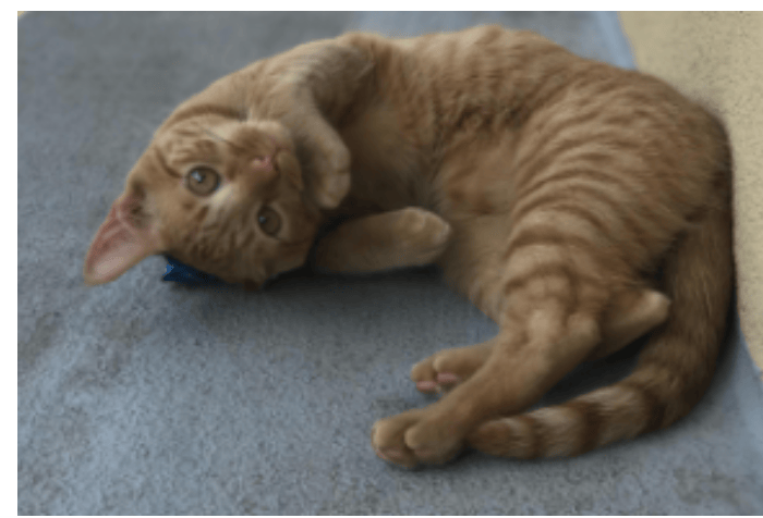 cat sitter in dallas