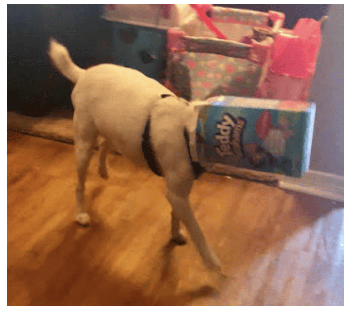 dog sitting in dallas