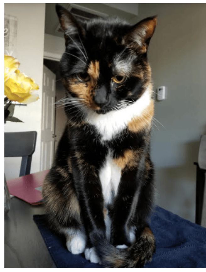 cat sitting in dallas