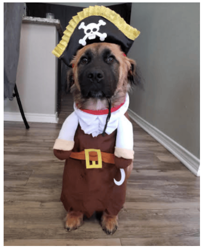 dog sitters in dallas