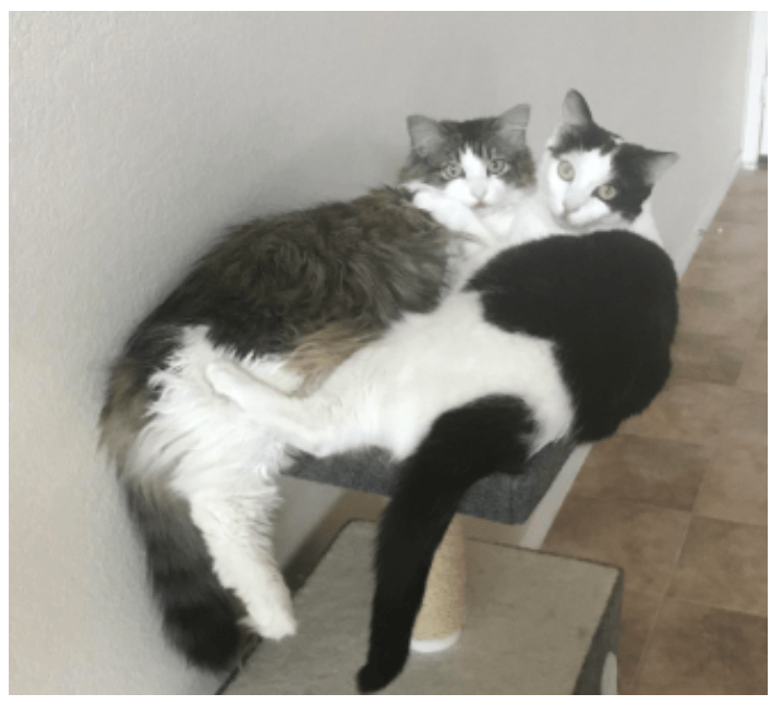 catsitting in Dallas