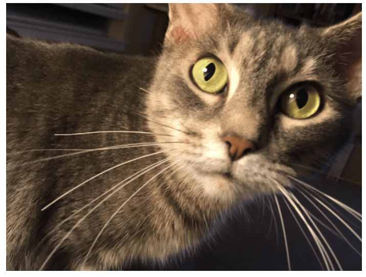 catsitters in dallas