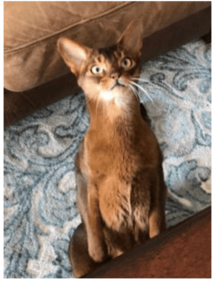 cat minding in dallas