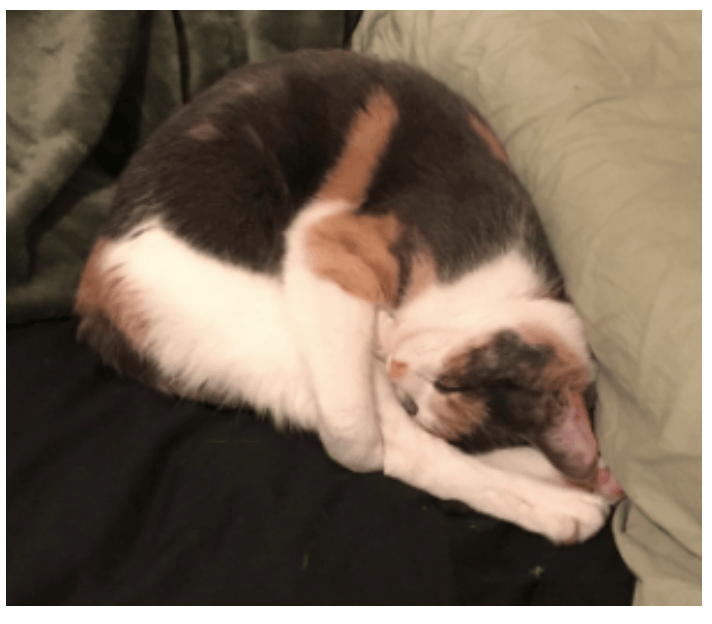 pet sitters in dallas